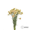 多头康乃馨 | 土星 商品缩略图6