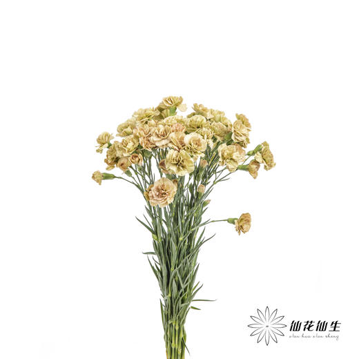 多头康乃馨 | 土星 商品图6