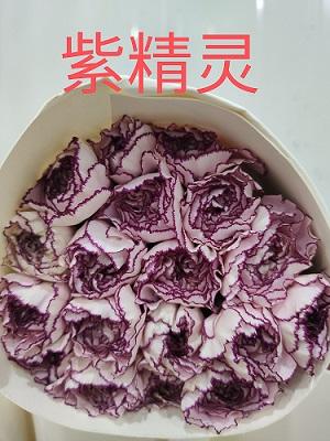 康乃馨·紫精灵 商品图0