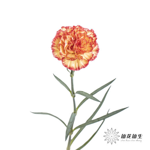 单头康乃馨 | 彩虹 商品图3