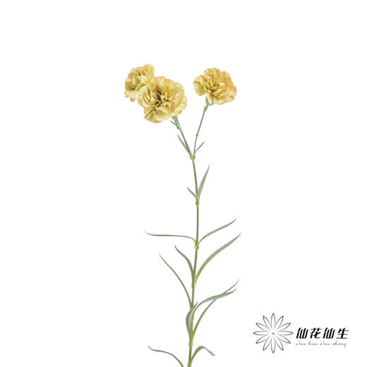 多头康乃馨 | 土星 商品图2