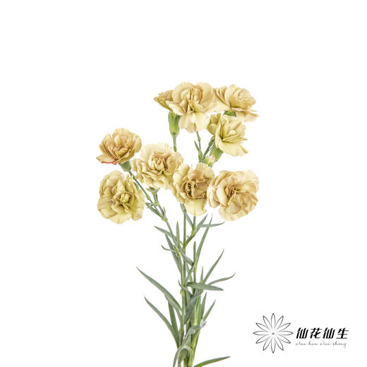 多头康乃馨 | 土星 商品图4