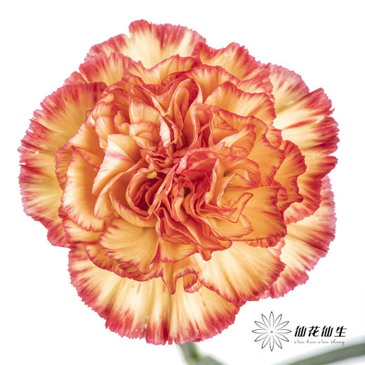 单头康乃馨 | 彩虹 商品图0