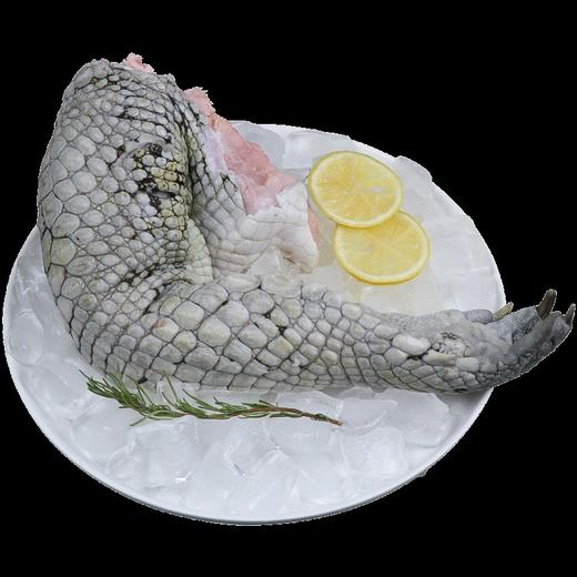 鳄鱼掌1千克 商品图2