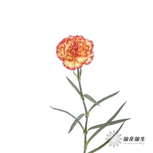 单头康乃馨 | 彩虹 商品图5