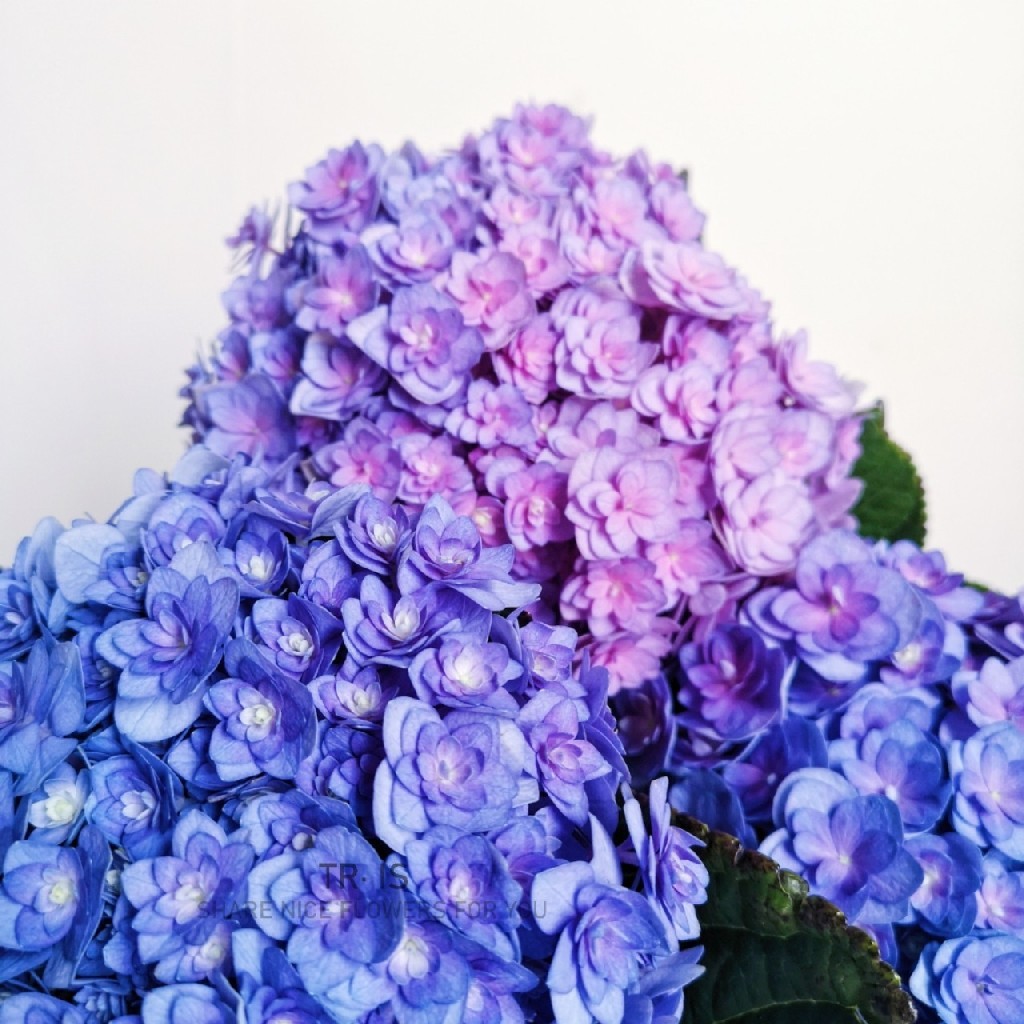 重瓣蓝紫绣球2支顺丰冷链包邮