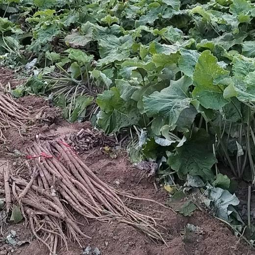 丨生态丨新鲜牛蒡 5斤一箱 商品图10