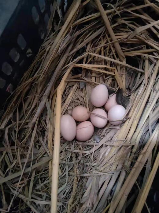 【活动特惠】永州土鸡蛋白壳/绿壳，收货请放冰箱冷藏保存，鸡蛋摆放方式小头朝下，大头朝上。个人方法保存不当一律不售后！满88包邮 商品图2