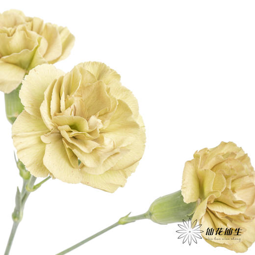 多头康乃馨 | 土星 商品图8