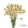 多头康乃馨 | 土星 商品缩略图5