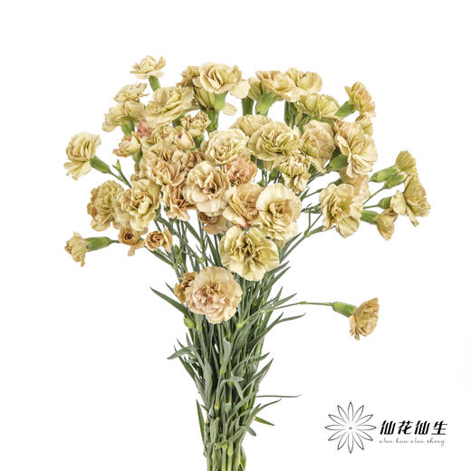 多头康乃馨 | 土星 商品图5