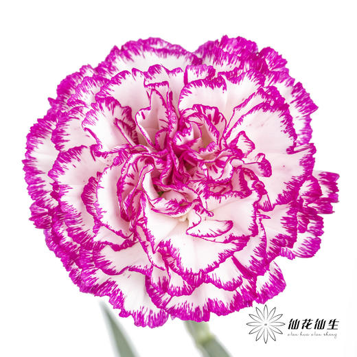 单头康乃馨 | 飞碟 商品图0