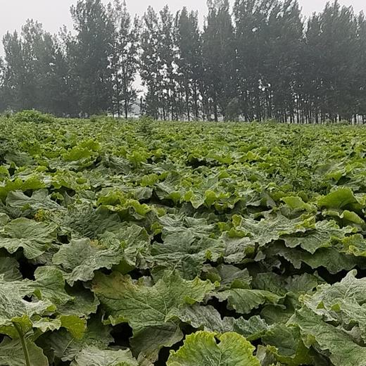 丨生态丨新鲜牛蒡 5斤一箱 商品图8