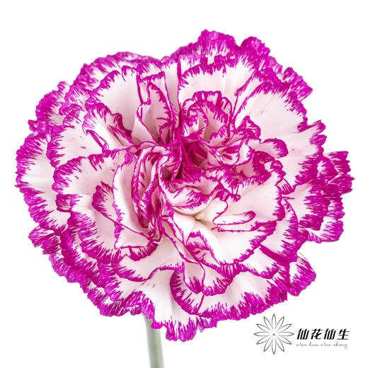 单头康乃馨 | 飞碟 商品图1