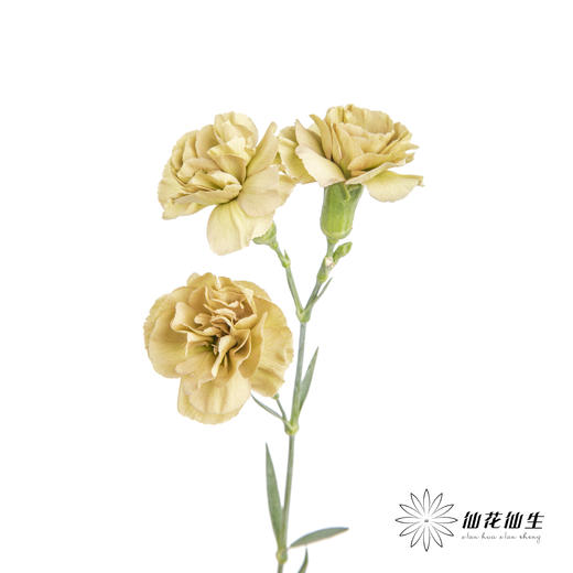 多头康乃馨 | 土星 商品图7