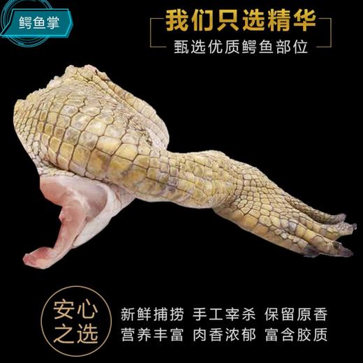 鳄鱼掌1千克 商品图0