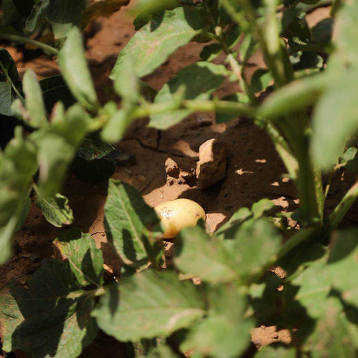 鸿翠园 有机新小土豆 商品图1