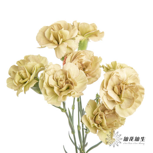 多头康乃馨 | 土星 商品图0