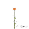 单头康乃馨 | 狂欢 商品缩略图4