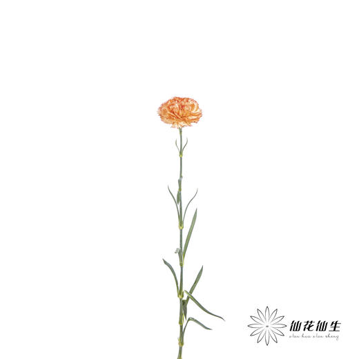 单头康乃馨 | 狂欢 商品图4