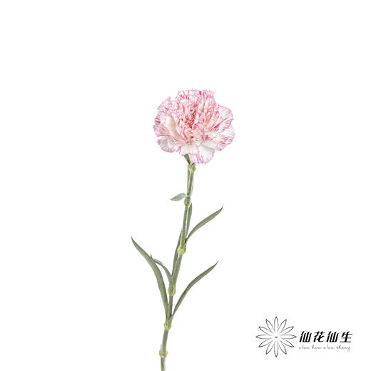 单头康乃馨 | 欢乐时光 商品图5