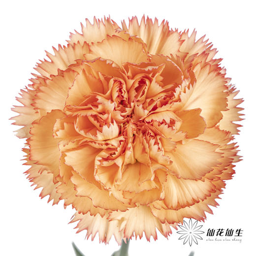 单头康乃馨 | 狂欢 商品图0