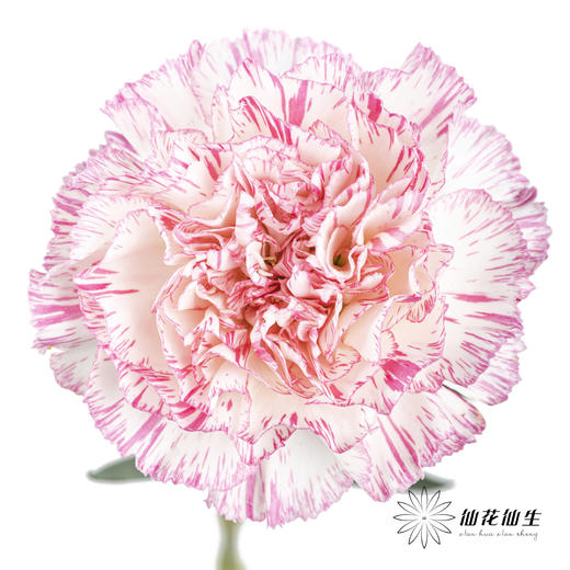 单头康乃馨 | 欢乐时光 商品图0