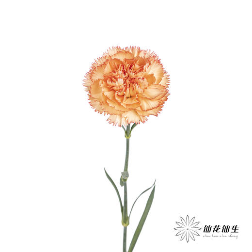 单头康乃馨 | 狂欢 商品图5