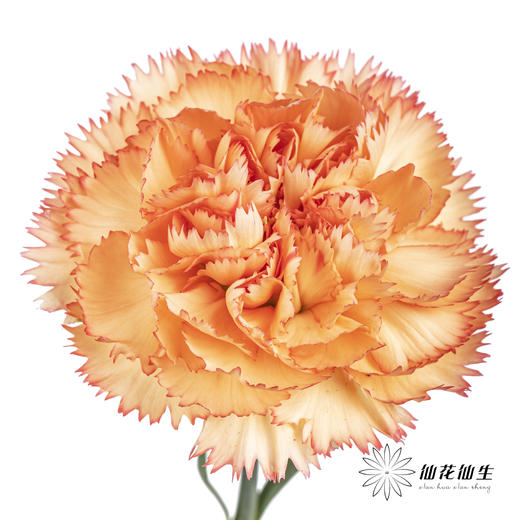 单头康乃馨 | 狂欢 商品图1