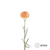 单头康乃馨 | 狂欢 商品缩略图3