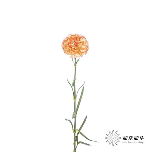 单头康乃馨 | 狂欢 商品图3