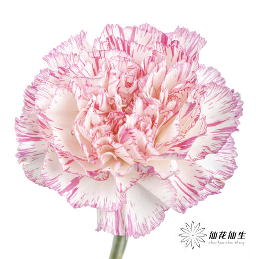 单头康乃馨 | 欢乐时光 商品图1