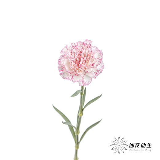 单头康乃馨 | 欢乐时光 商品图3