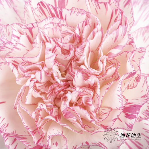 单头康乃馨 | 欢乐时光 商品图2