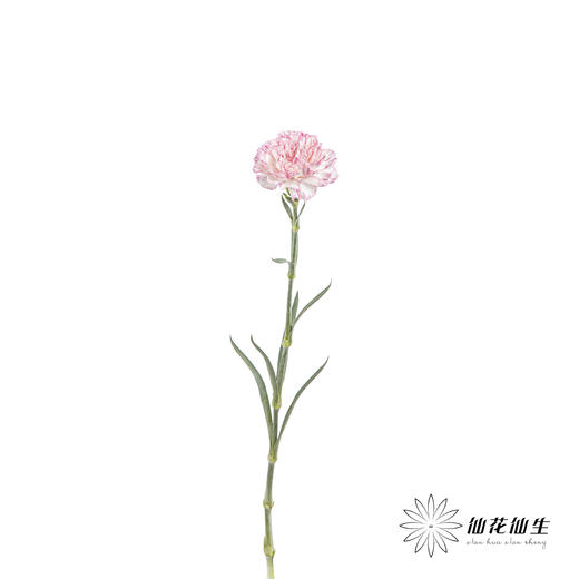 单头康乃馨 | 欢乐时光 商品图4