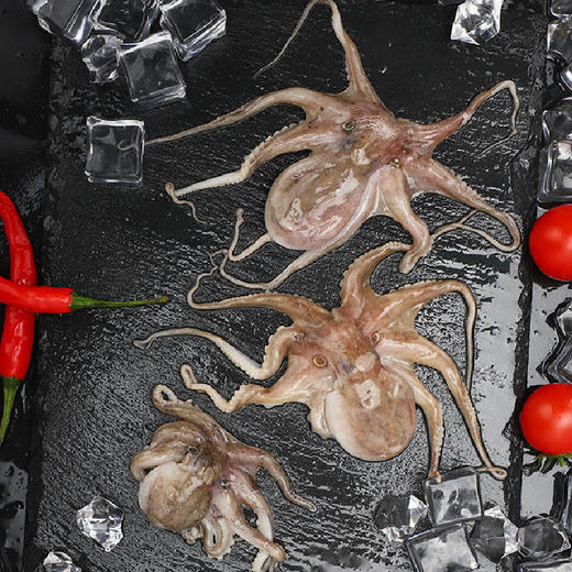 鲜活长腿章鱼(八爪鱼) /斤 商品图2