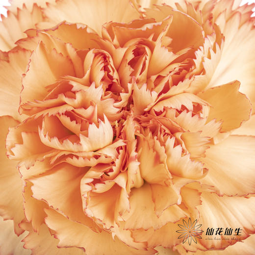 单头康乃馨 | 狂欢 商品图2