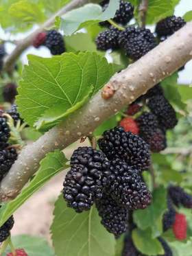 如果说一年四季都能吃的滋补膏方，那一定非它莫属！