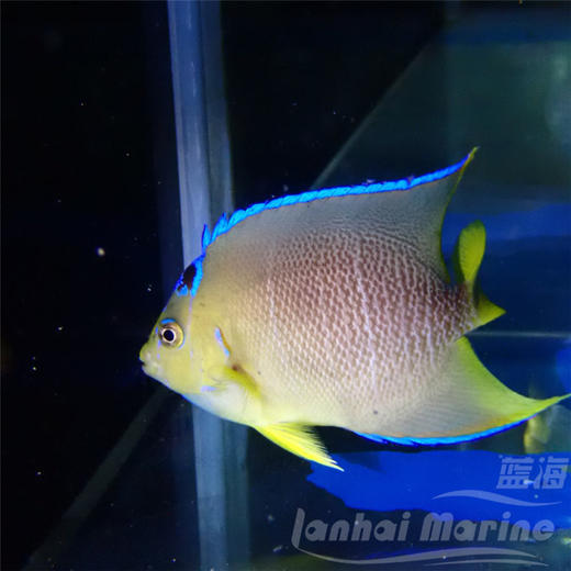 美国蓝仙 商品图5