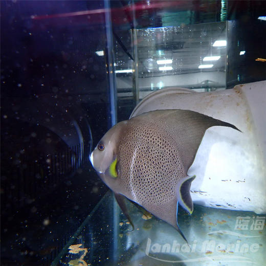 美国灰仙 商品图2