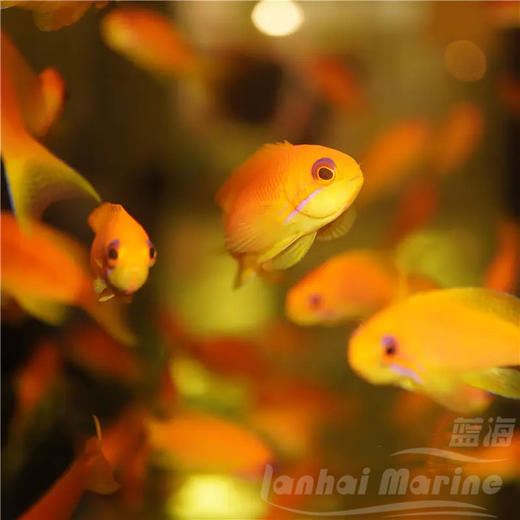 印度洋蓝眼宝石 母 商品图4