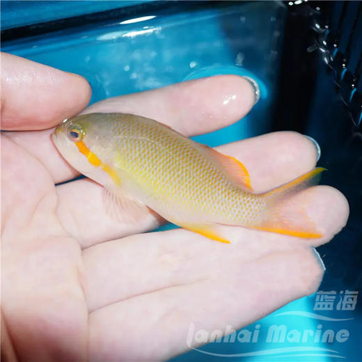 绿帆船宝石 公 商品图1