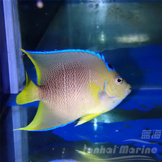 美国蓝仙 商品图2