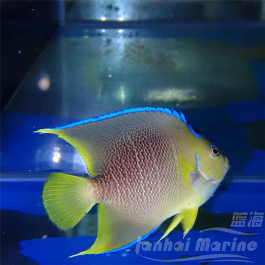 美国蓝仙 商品图3