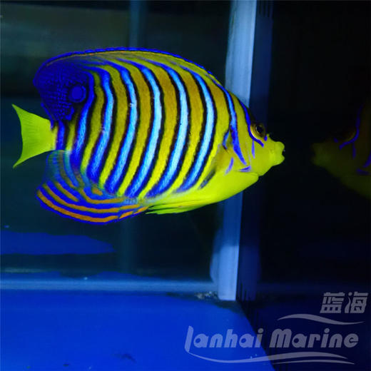 红海金毛巾 商品图3