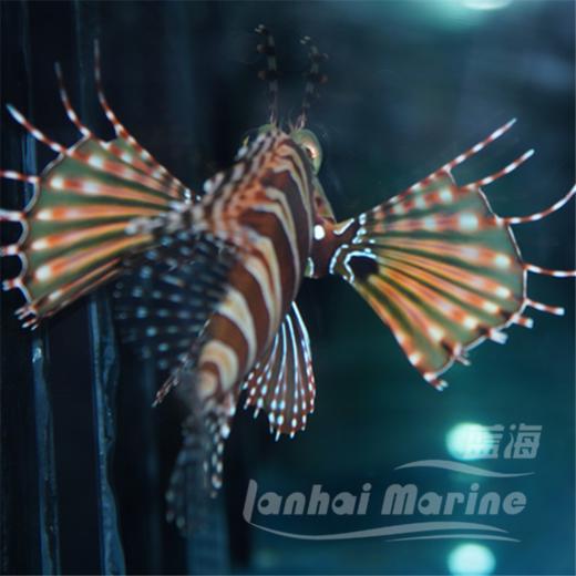 短狮子 商品图2