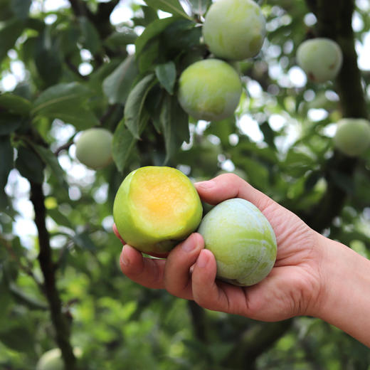 【新品上市 顺丰直邮】福建·古田 油奈桃形青李 当季新鲜水果 现摘现发 酸甜爽口 商品图4