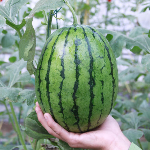 [庭院种子] 花皮红肉小西瓜种子 "早春红玉" 商品图1