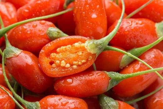 头茬鲜枸杞 一年品一次 宁夏外运甄选鲜枸杞 鲜甜 500g 商品图1