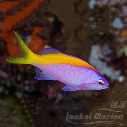 马代金背宝石 商品图7